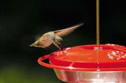 Hummingbird